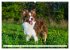 Border Collie - Das Universalgenie... - Bild 8