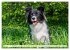 Border Collie - Das Universalgenie... - Bild 10