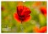 ZAUBERHAFTE MOHNBLÜTEN IN SCHARLACHROT... - Bild 11