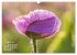 ZAUBERHAFTE MOHNBLÜTEN IN SCHARLACHROT... - Bild 10