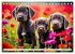 Weimaraner - der ideale Jagdbegleiter... - Bild 11