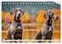 Weimaraner - der ideale Jagdbegleiter... - Bild 12