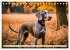 Weimaraner - der ideale Jagdbegleiter... - Bild 3