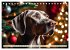 Weimaraner - der ideale Jagdbegleiter... - Bild 5