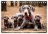 Weimaraner - der ideale Jagdbegleiter... - Bild 9
