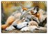 Die wilden Hunde (Tischkalender 2026... - Bild 11