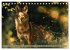 Die wilden Hunde (Tischkalender 2026... - Bild 13