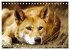 Die wilden Hunde (Tischkalender 2026... - Bild 15