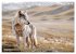 Die wilden Hunde (Tischkalender 2026... - Bild 3