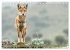 Die wilden Hunde (Tischkalender 2026... - Bild 5