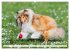 Der Collie - ein Hund fürs Herz... - Bild 14