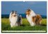 Der Collie - ein Hund fürs Herz... - Bild 15