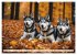 Siberian Huskies - die Extremsportler... - Bild 2