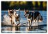 Siberian Huskies - die Extremsportler... - Bild 11