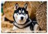 Siberian Huskies - die Extremsportler... - Bild 12
