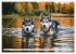 Siberian Huskies - die Extremsportler... - Bild 13