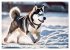 Siberian Huskies - die Extremsportler... - Bild 3