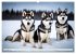 Siberian Huskies - die Extremsportler... - Bild 4