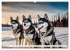 Siberian Huskies - die Extremsportler... - Bild 6