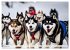 Siberian Huskies - die Extremsportler... - Bild 7