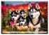 Siberian Huskies - die Extremsportler... - Bild 9