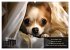 Lustige Chihuahua-Momente (hochwertiger... - Bild 2