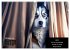 Der tierisch lustige Husky Kalender... - Bild 2