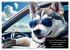 Der tierisch lustige Husky Kalender... - Bild 11