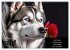 Der tierisch lustige Husky Kalender... - Bild 7