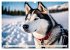 Siberian Huskies - die Extremsportler... - Bild 9