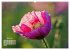 ZAUBERHAFTE MOHNBLÜTEN IN SCHARLACHROT... - Bild 12