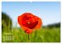 ZAUBERHAFTE MOHNBLÜTEN IN SCHARLACHROT... - Bild 4