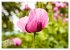 ZAUBERHAFTE MOHNBLÜTEN IN SCHARLACHROT... - Bild 5