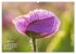 ZAUBERHAFTE MOHNBLÜTEN IN SCHARLACHROT... - Bild 10