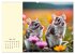 Goldige Mäuse im Grünen (hochwertiger... - Bild 9