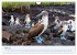 Entdecke Galapagos (Wandkalender 2026... - Bild 11