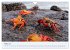 Entdecke Galapagos (Wandkalender 2026... - Bild 9