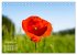 ZAUBERHAFTE MOHNBLÜTEN IN SCHARLACHROT... - Bild 4