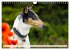Ein Freund fürs Leben - Smooth Collie... - Bild 11
