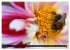 Insekten-Sommer (Wandkalender 2026 DIN... - Bild 13