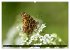 Insekten-Sommer (Wandkalender 2026 DIN... - Bild 3