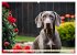 Weimaraner - der ideale Jagdbegleiter... - Bild 14
