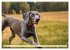 Weimaraner - der ideale Jagdbegleiter... - Bild 8