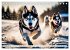 Siberian Huskies - die Extremsportler... - Bild 15