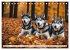 Siberian Huskies - die Extremsportler... - Bild 3