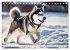 Siberian Huskies - die Extremsportler... - Bild 4