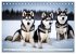 Siberian Huskies - die Extremsportler... - Bild 5