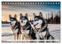 Siberian Huskies - die Extremsportler... - Bild 7