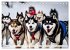 Siberian Huskies - die Extremsportler... - Bild 8