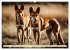 Australiens faszinierende Fauna... - Bild 3